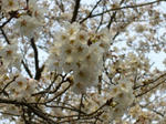 2008040302.jpg