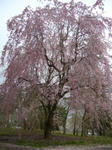 2008040903.jpg
