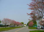 2008042803.jpg