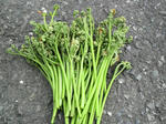 P1000068.JPG