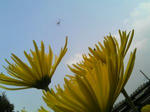 flower2