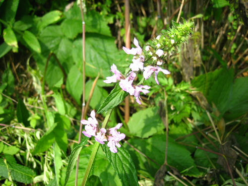 2008_0722mieko0006.JPG