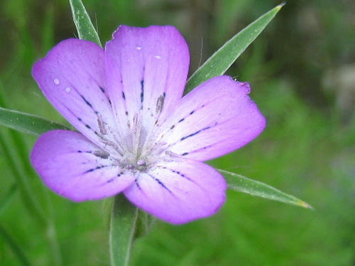 2008_0724mieko0005.JPG
