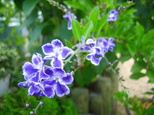2008_0724mieko0011.JPG
