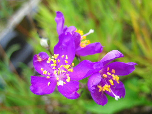 2008_0724mieko0013.JPG