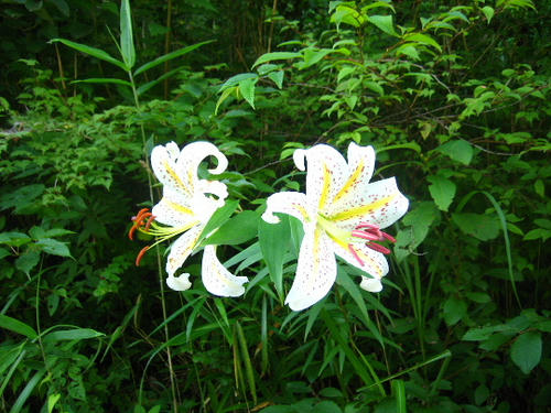 2008_0729mieko0003.JPG