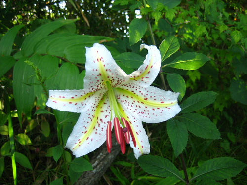 2008_0729mieko0006.JPG