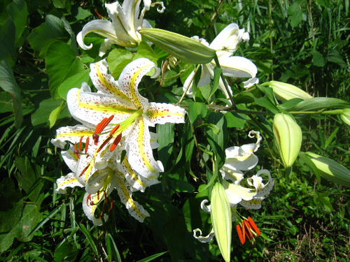 2008_0729mieko0012.JPG