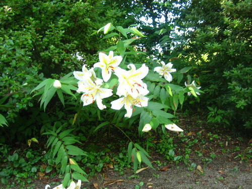 2008_0729mieko0007.JPG