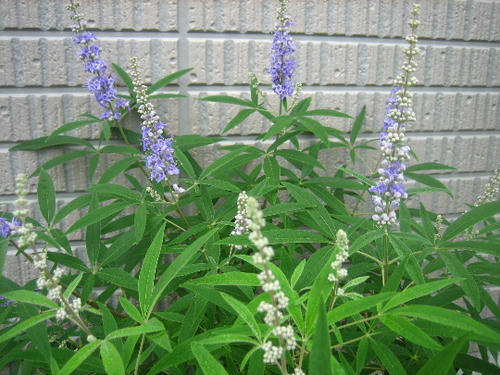 2008_0730mieko0025.JPG