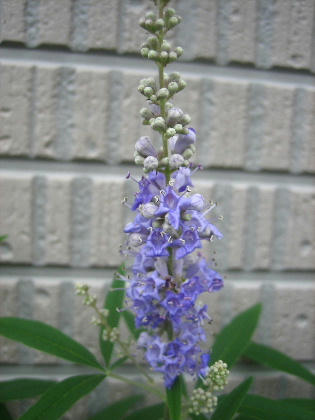 2008_0730mieko0001.JPG