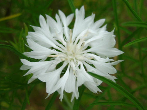 2008_0730mieko0021.JPG