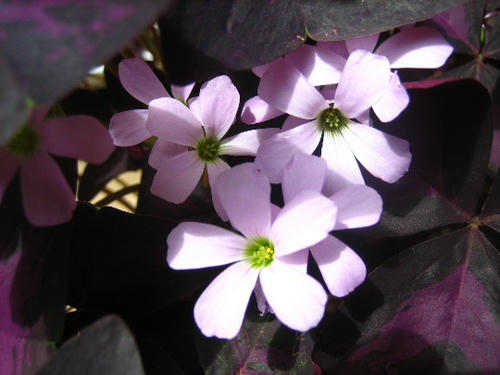 2008_0802mieko0001.JPG