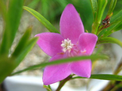 2008_0802mieko0002.JPG