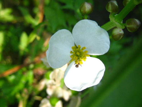 2008_0803mieko0007.JPG