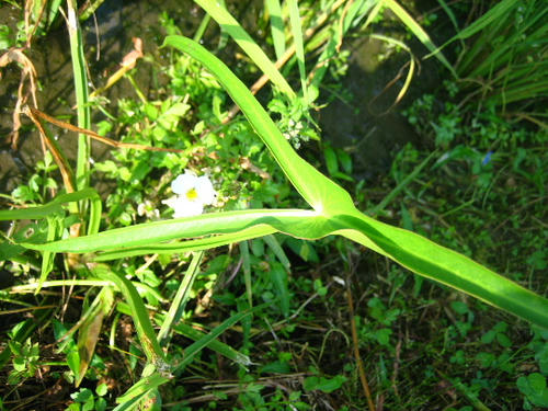 2008_0803mieko0008.JPG