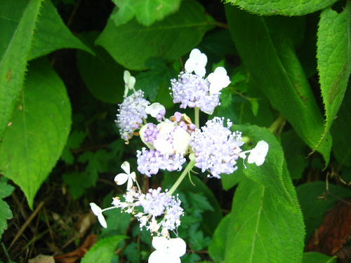 2008_0805mieko0011.JPG