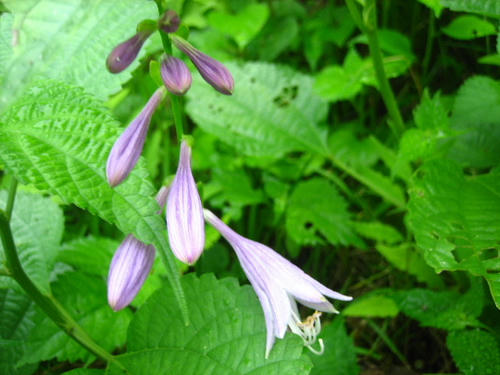 2008_0805mieko0014.JPG