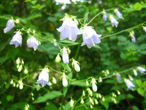 2008_0818mieko0005.JPG