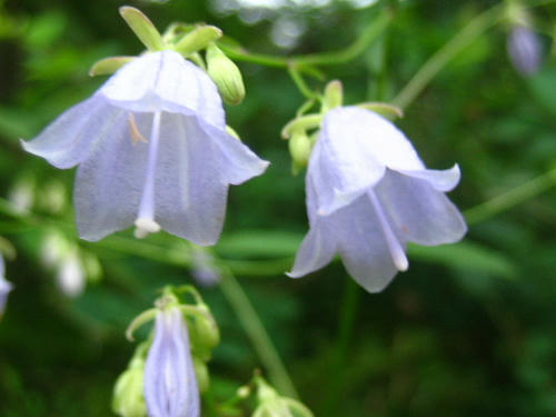 2008_0818mieko0006.JPG