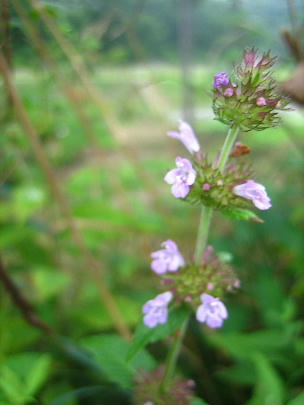 2008_0818mieko0012.JPG