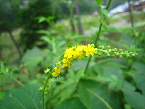 2008_0818mieko0014.JPG