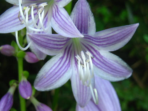 2008_0818mieko0026.JPG