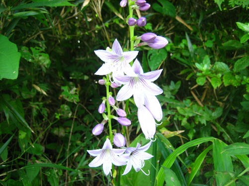 2008_0818mieko0025.JPG