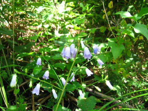 2008_0818mieko0023.JPG