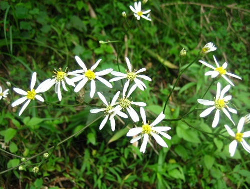 野菊