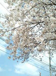 sakura20080411.jpg