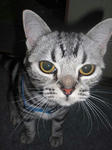 cat001.jpg