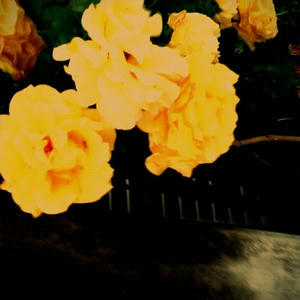 lento_20110524114018.jpg