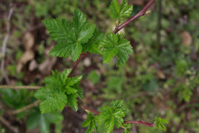 _MG_6588.jpg