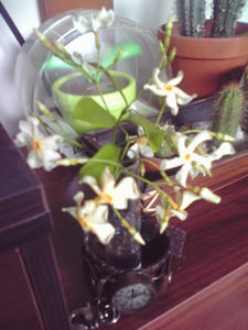 nobana002.jpg