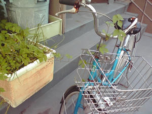 nobana003.jpg