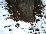 P1040734-1.JPG