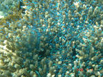 DSC02861.JPG