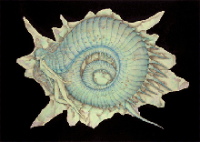 Fairy's fossil