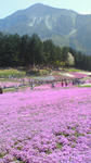 chichibuNEC_0589.jpg