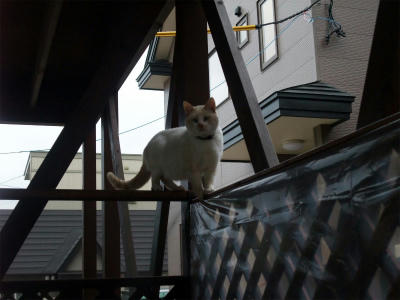 2010_11170006.jpg