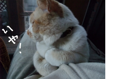 fimg_1305029997.png