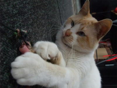 2011_05150017.jpg