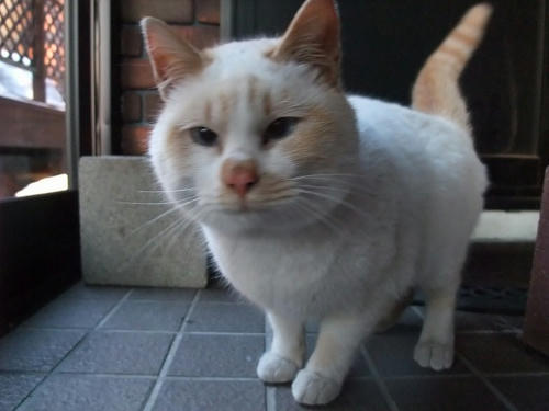 2010_0205chokomomo0002.jpg
