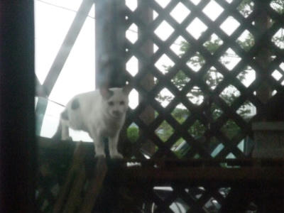 2011_07170010.jpg
