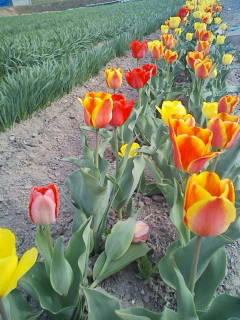 200805041600.jpg
