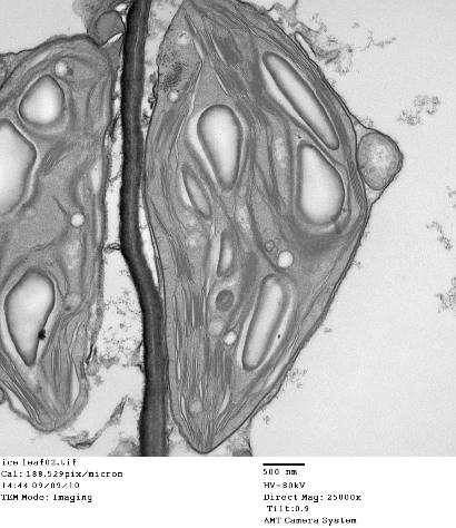 chloroplast.jpg