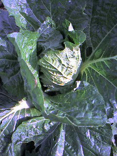 07-10-29_14-10.jpg