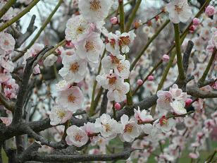 梅