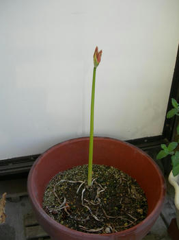 狂い咲き？